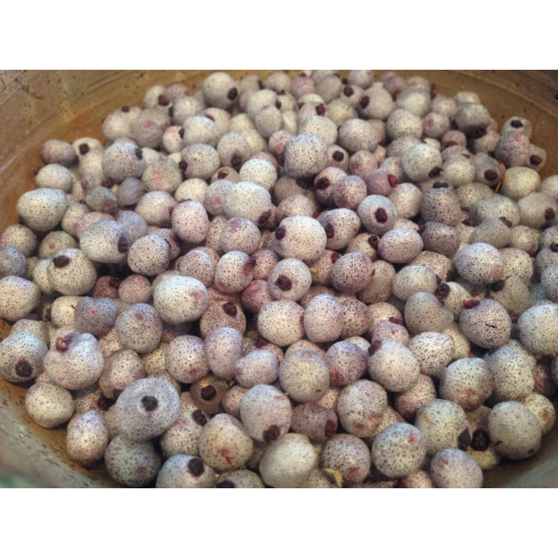Midgen Berry Seeds (Austromyrtus dulcis) | €3.15