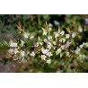 Midgen Berry Seeds (Austromyrtus dulcis) | €3.15
