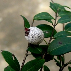 Price: €3.15 - Semillas de Mirto dulce de Australia (Austromyrtus dulcis) - 