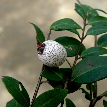 Midgen Berry Samen (Austromyrtus dulcis)