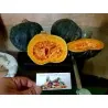 Green Kabocha - Hokkaido Squash Seeds