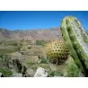 Chona – Guacalla - Sanky Seeds (Corryocactus brevistylus)