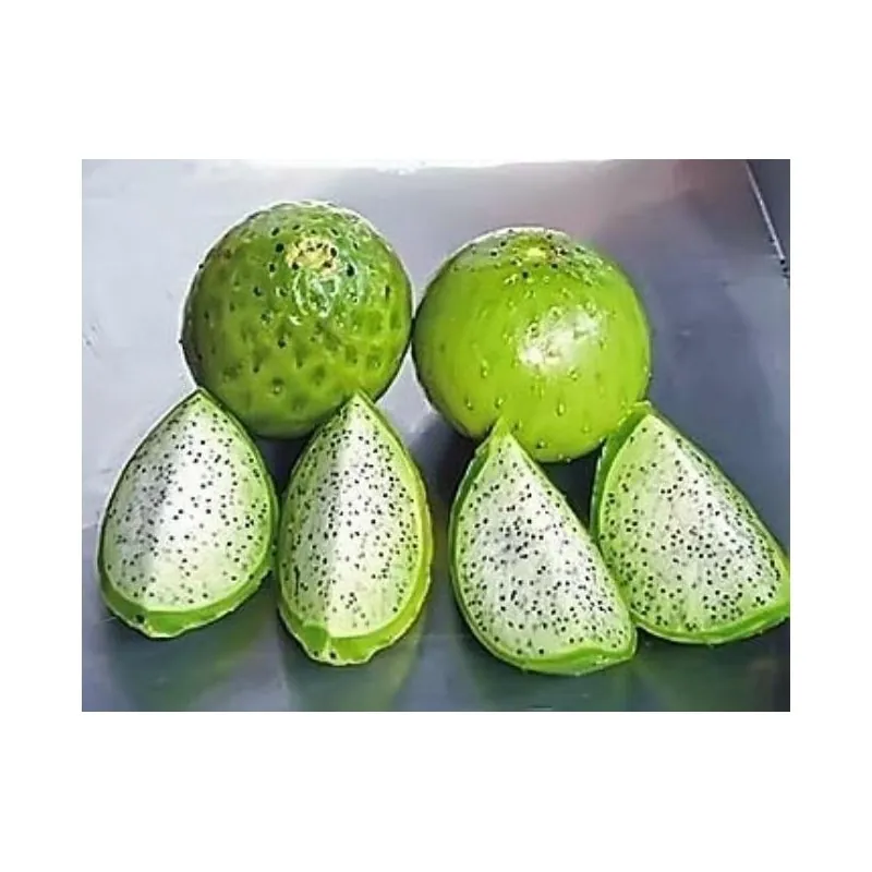 Chona – Guacalla - Sanky Seeds (Corryocactus brevistylus)
