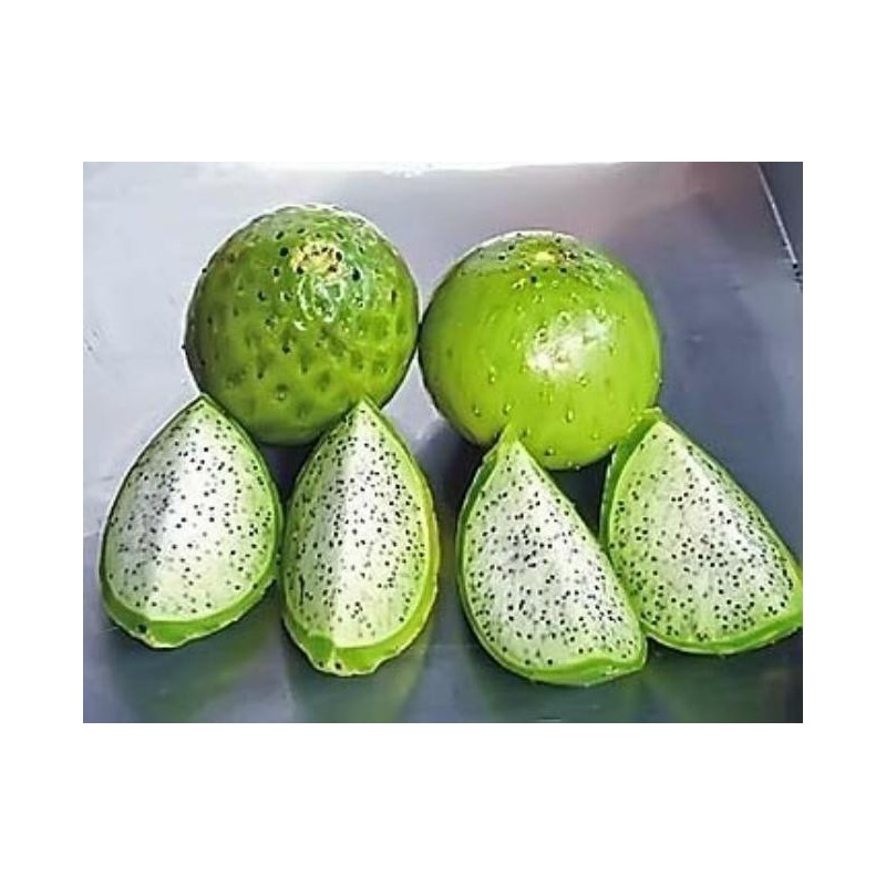Price: €2.75 - Graines de Chona – Guacalla - Sanky (Corryocactus brevistylus) - 