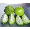 Chona – Guacalla - Sanky Seeds (Corryocactus brevistylus)