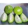 Semillas de Sancayo, Sanky, Guacalla (Corryocactus brevistylus)