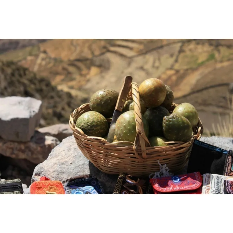 Chona – Guacalla - Sanky Seeds (Corryocactus brevistylus)