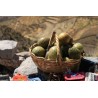 Price: €2.75 - Graines de Chona – Guacalla - Sanky (Corryocactus brevistylus) - 