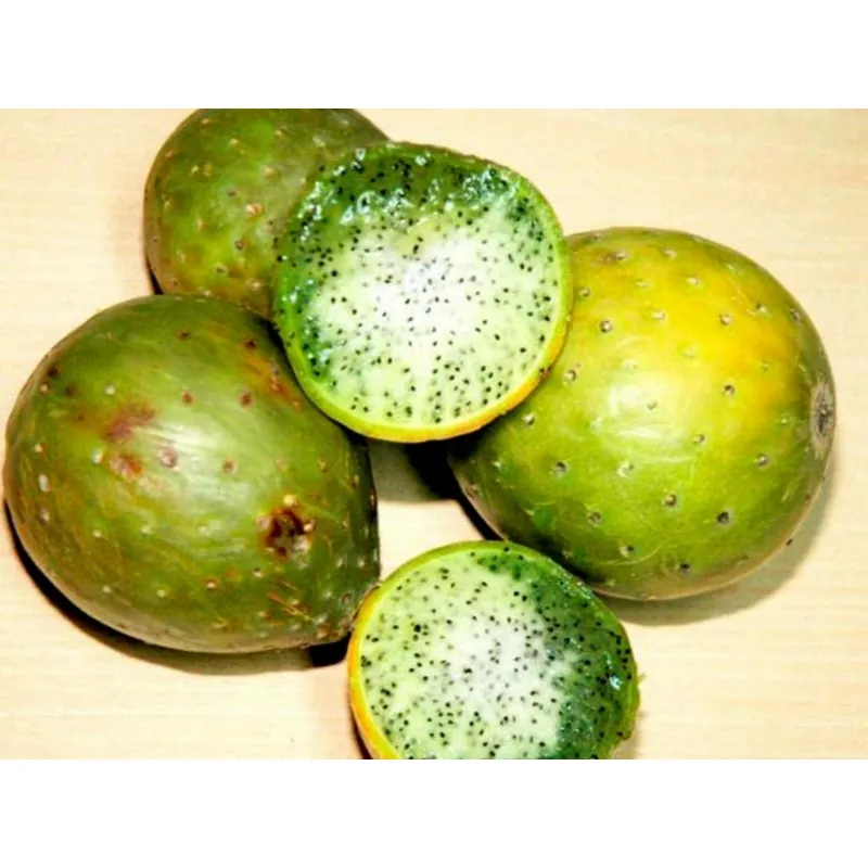 Chona – Guacalla - Sanky Seeds (Corryocactus brevistylus)