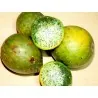 Chona – Guacalla - Sanky Seeds (Corryocactus brevistylus)