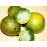Price: €2.75 - Graines de Chona – Guacalla - Sanky (Corryocactus brevistylus) - 