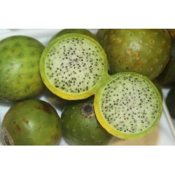 Chona – Guacalla - Sanky Seme – Ukusno Voce (Corryocactus brevistylus)