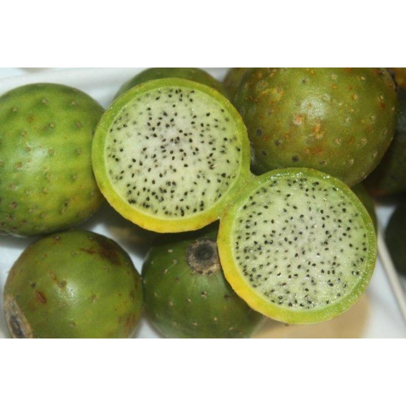 Chona – Guacalla - Sanky Fröer (Corryocactus brevistylus)