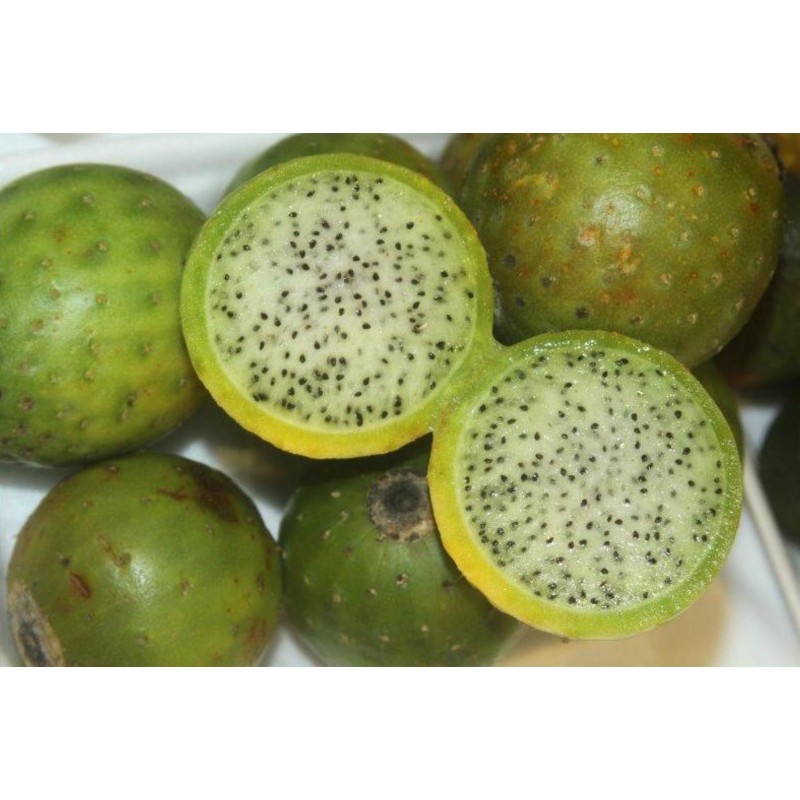 Price: €2.75 - Graines de Chona – Guacalla - Sanky (Corryocactus brevistylus) - 