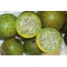 Semillas de Sancayo, Sanky, Guacalla (Corryocactus brevistylus)