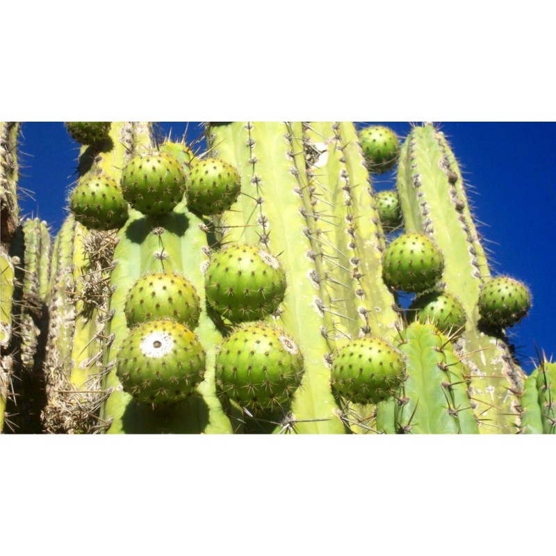 Sementes de Chona – Guacalla – Sanky (Corryocactus brevistylus)