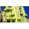 Sementes de Chona – Guacalla – Sanky (Corryocactus brevistylus)