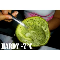Price: €2.75 - Semillas de Sancayo, Sanky, Guacalla (Corryocactus brevistylus) - 
