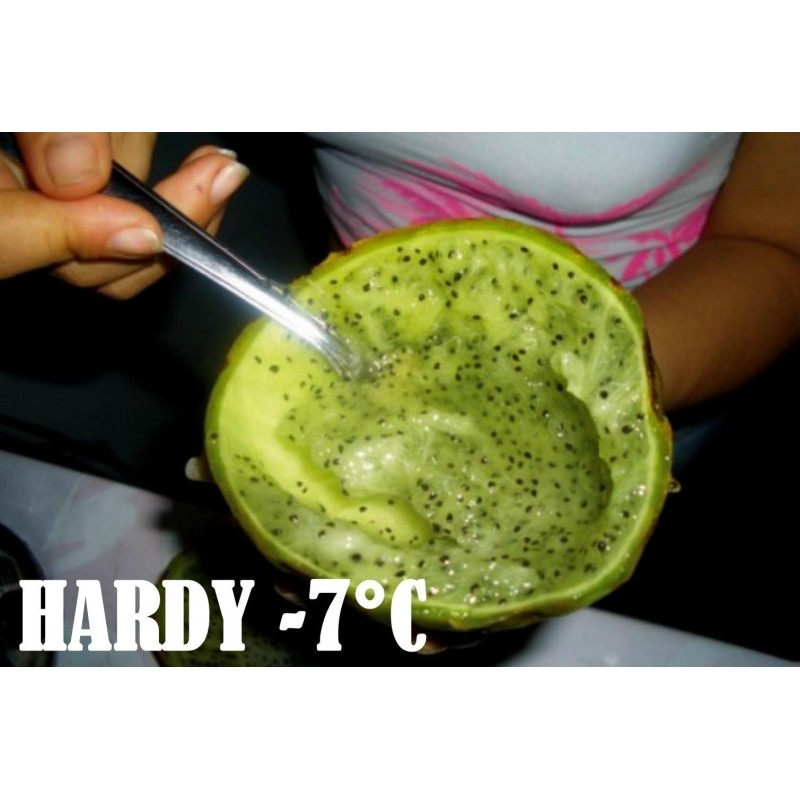 Sementes de Chona – Guacalla – Sanky (Corryocactus brevistylus)