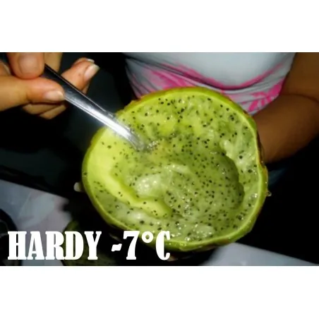 Chona – Guacalla - Sanky Seeds (Corryocactus brevistylus)
