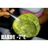 Price: €2.75 - Graines de Chona – Guacalla - Sanky (Corryocactus brevistylus) - 