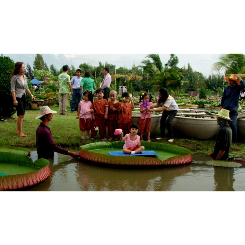 Amazonas Riesenseerose Samen (Victoria amazonica) | 2,25 €