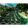 Amazonas Riesenseerose Samen (Victoria amazonica)