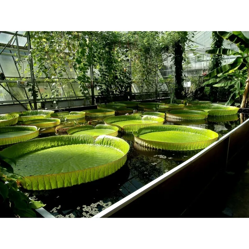 Amazonas Riesenseerose Samen (Victoria amazonica)