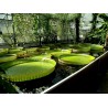 Amazonas Riesenseerose Samen (Victoria amazonica) | 2,25 €