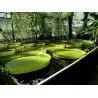 Amazonas Riesenseerose Samen (Victoria amazonica)