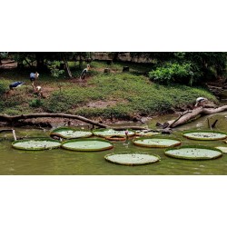 Amazonas Riesenseerose Samen (Victoria amazonica)