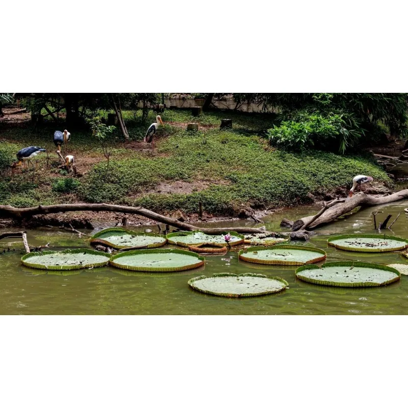 Jättenäckros Fröer (Victoria amazonica)