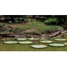 Amazonas Riesenseerose Samen (Victoria amazonica) | 2,25 €