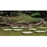 Graines de NÉNUPHAR GÉANT (Victoria amazonica)