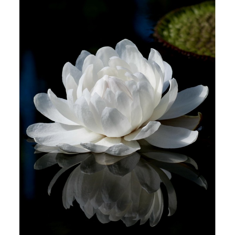 Giant Water Lily Lotus Seeds (Victoria amazonica) | € 2,25