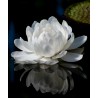 Giant Water Lily Lotus Seeds (Victoria amazonica) | € 2,25
