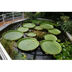 Dzinovski Amazonski Lotus (Victoria amazonica)