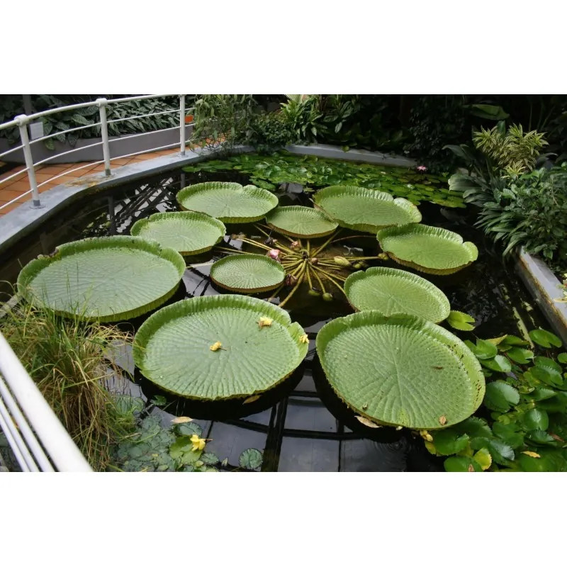 Amazonas Riesenseerose Samen (Victoria amazonica)