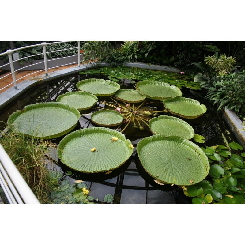 Giant Water Lily Lotus Seeds (Victoria amazonica) | € 2,25