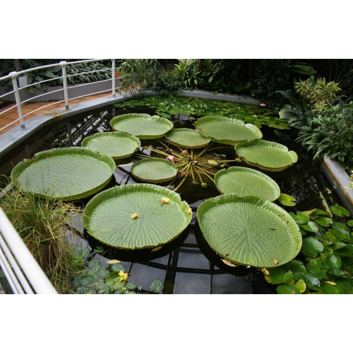 Giant Water Lily Lotus Seeds (Victoria amazonica) - 3.15