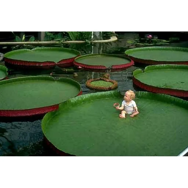 Amazonas Riesenseerose Samen (Victoria amazonica)