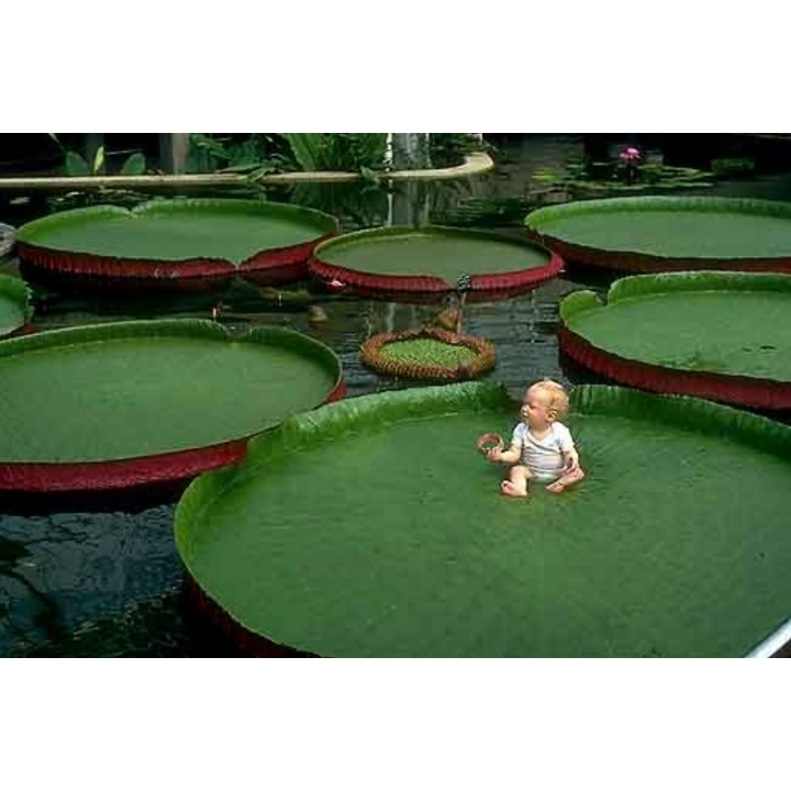 Giant Water Lily Lotus Seeds (Victoria amazonica) - 3.15