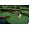Amazonas Riesenseerose Samen (Victoria amazonica)