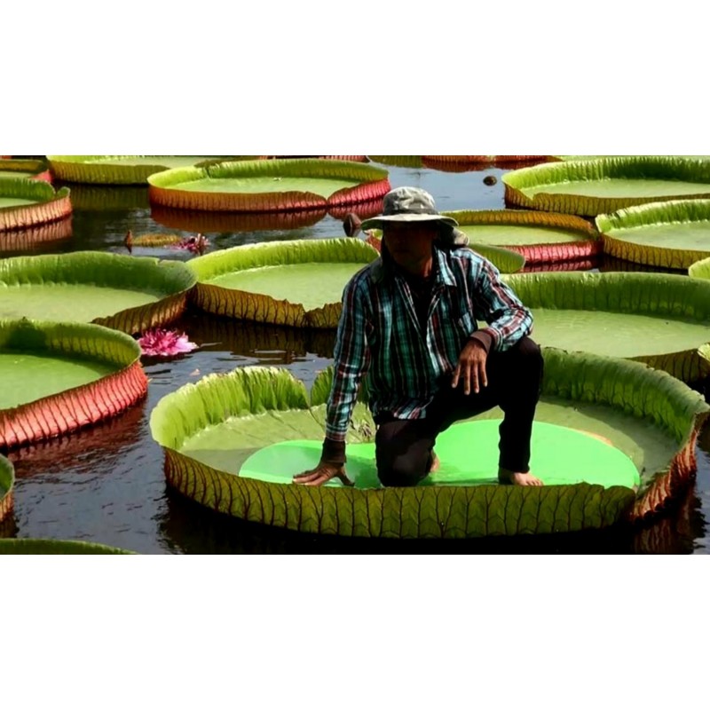 Amazonas Riesenseerose Samen (Victoria amazonica) | 2,25 €