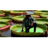 Amazonas Riesenseerose Samen (Victoria amazonica) | 2,25 €