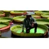 Amazonas Riesenseerose Samen (Victoria amazonica)