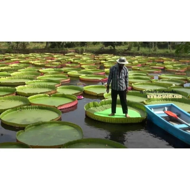 Amazonas Riesenseerose Samen (Victoria amazonica)