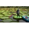 Amazonas Riesenseerose Samen (Victoria amazonica)