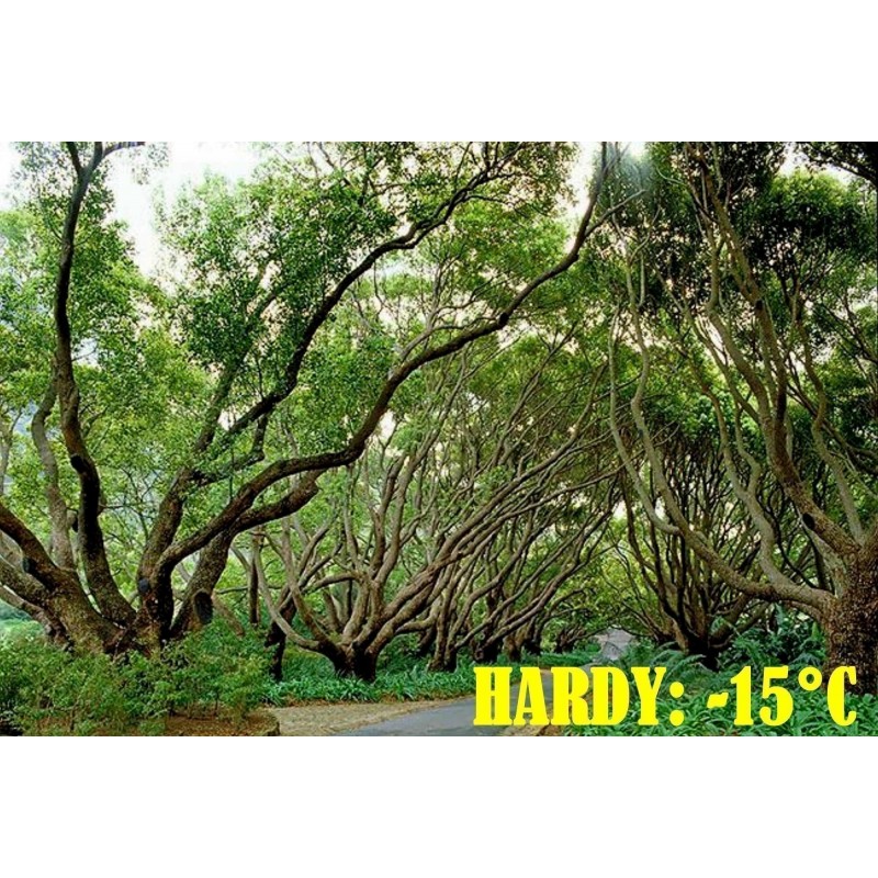 Zimt Samen – Kampferbaum (Cinnamomum camphora) | 4,95 €