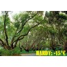 Zimt Samen – Kampferbaum (Cinnamomum camphora) | 4,95 €